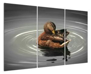 Obraz - kachny ve vodě (120x80cm)