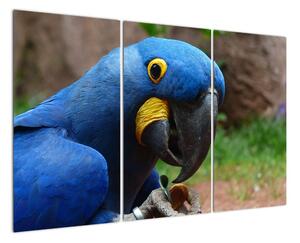 Obraz - papoušek (120x80cm)