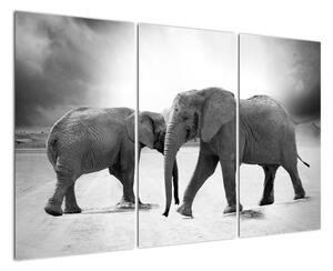 Obraz - sloni (120x80cm)