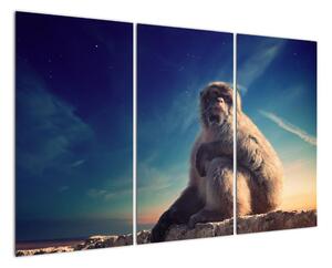 Obraz opice - obrazy zvířat (120x80cm)