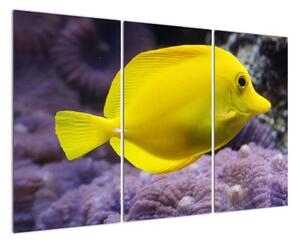 Obraz - žluté ryby (120x80cm)