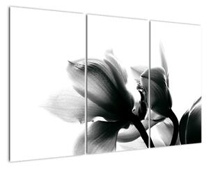 Obraz černobílých květů (120x80cm)
