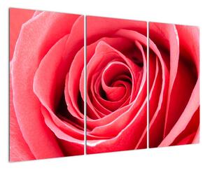 Obraz červené růže (120x80cm)