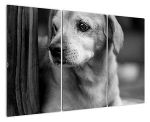 Černobílý obraz psa (120x80cm)