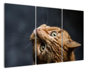 Moderní obraz kočky (120x80cm)