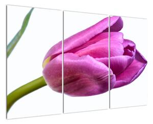 Obraz růžového tulipánu (120x80cm)