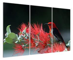 Obraz ptáků - červená (120x80cm)