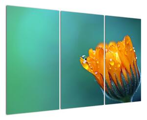 Obraz oranžového květu (120x80cm)