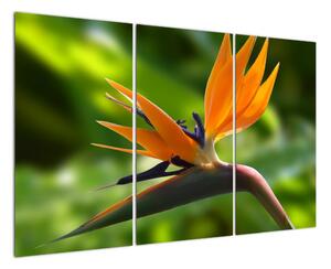 Detail květu - obraz (120x80cm)