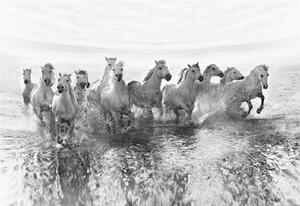 Fototapety, rozměr 368 cm x 254 cm, bílé koně, W+G 5111-4P-1