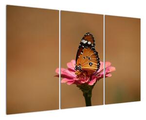 Obraz motýla (120x80cm)