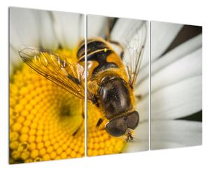 Obraz - detail včely (120x80cm)
