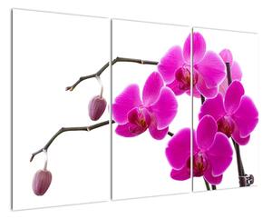 Obraz orchidejí na zeď (120x80cm)