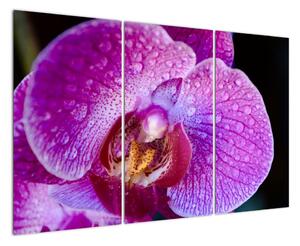 Obraz orchideje (120x80cm)