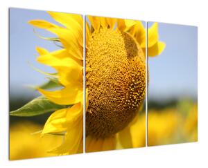 Obraz slunečnice (120x80cm)