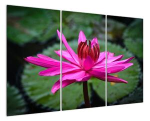 Obraz květu (120x80cm)