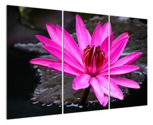Obraz s detailem květu (120x80cm)