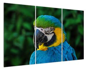 Obraz papouška (120x80cm)