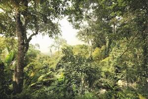 Vliesové fototapety, rozměr 368 cm x 248 cm, džungle, Komar XXL4-024