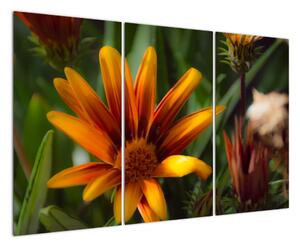 Obraz detailu květiny (120x80cm)