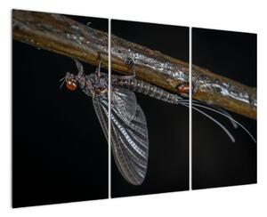 Obraz - hmyz (120x80cm)