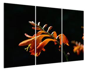 Obraz detailu květiny (120x80cm)