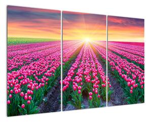 Obraz - pole květin (120x80cm)