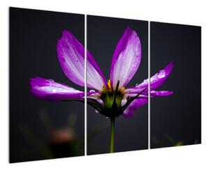 Obraz - květiny (120x80cm)