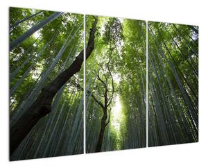 Obraz lesů (120x80cm)