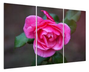 Obraz růže na stěnu (120x80cm)