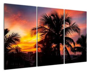 Obraz palmy na zeď (120x80cm)