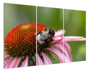 Obraz včely na květu (120x80cm)