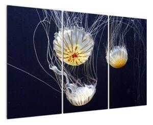 Obraz - medúzy (120x80cm)
