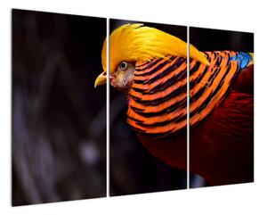 Obraz ptáka (120x80cm)