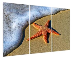 Obraz s mořskou hvězdou (120x80cm)