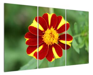 Obraz květiny na zeď (120x80cm)