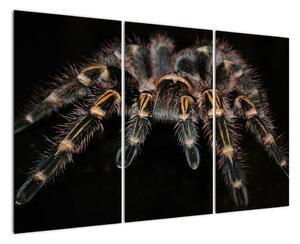 Obraz tarantule (120x80cm)