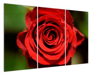 Obrázek růže (120x80cm)