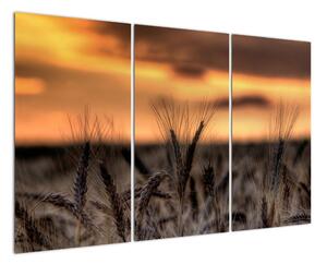 Detail pšenice, obraz (120x80cm)