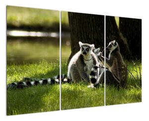 Obraz lemurů (120x80cm)