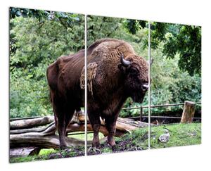 Obraz s americkým bizonem (120x80cm)
