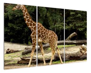 Obraz žirafy (120x80cm)