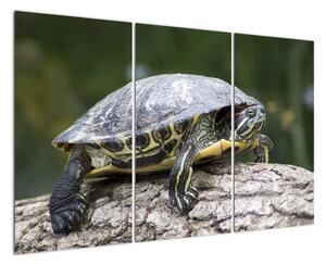 Obraz suchozemské želvy (120x80cm)