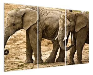 Slon, obraz (120x80cm)