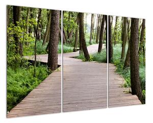 Cesta v lese - obraz (120x80cm)