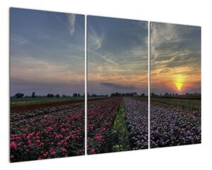 Obraz pole s květinami (120x80cm)