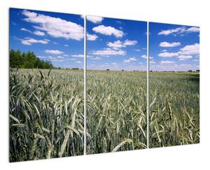 Pole pšenice - obraz (120x80cm)