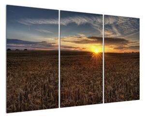 Západ slunce na poli - obraz na stěnu (120x80cm)