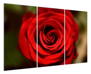 Detail růže - obraz (120x80cm)