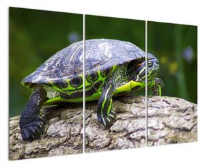 Suchozemská želva - obraz (120x80cm)